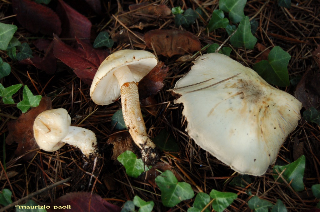 Funghi della bella stagione